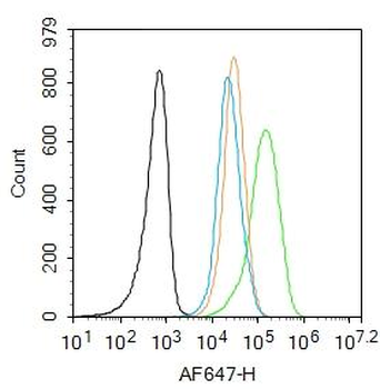 Phospho-JNK1 + 2 + 3 (Thr183+Tyr185) Rabbit Polyclonal Antibody