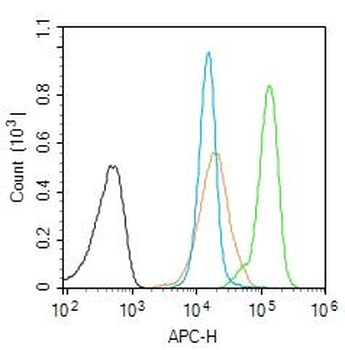 KRAS Rabbit Polyclonal Antibody