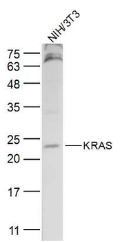 KRAS Rabbit Polyclonal Antibody