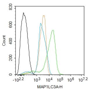 MAP1LC3A Rabbit Polyclonal Antibody