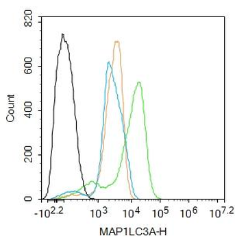 MAP1LC3A Rabbit Polyclonal Antibody