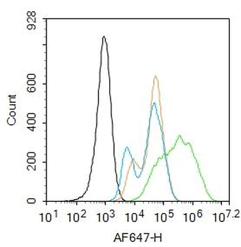 LDLR Rabbit Polyclonal Antibody
