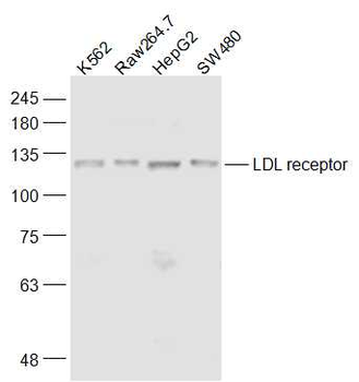 LDLR Rabbit Polyclonal Antibody