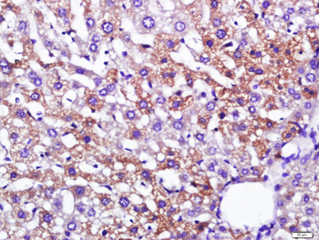 Leptin Rabbit Polyclonal Antibody