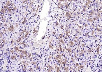 Leptin Rabbit Polyclonal Antibody
