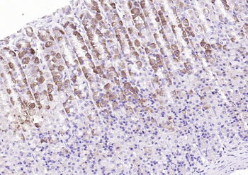Leptin Rabbit Polyclonal Antibody