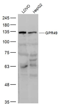 GPR49 Rabbit Polyclonal Antibody