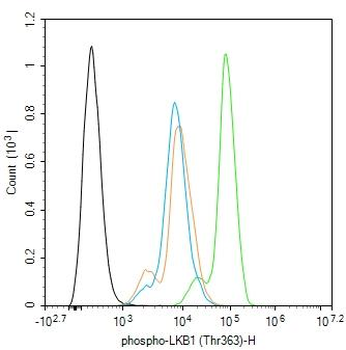 Phospho-LKB1 (Thr363) Rabbit Polyclonal Antibody