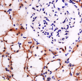 Laminin subunit beta-1 Rabbit Polyclonal Antibody