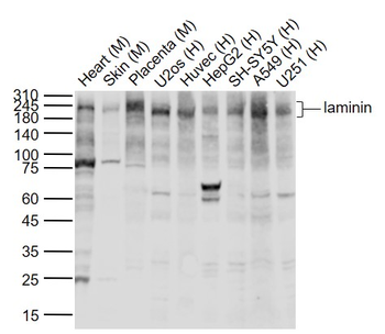Laminin subunit beta-1 Rabbit Polyclonal Antibody