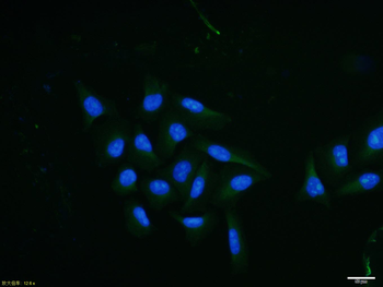 LRP/MVP Rabbit Polyclonal Antibody