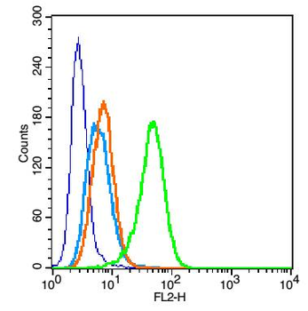 CD11b Rabbit Polyclonal Antibody