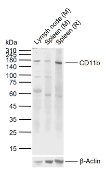 CD11b Rabbit Polyclonal Antibody