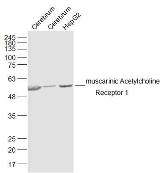 Muscarinic Acetylcholine Receptor 1 Rabbit Polyclonal Antibody