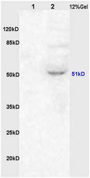 Muscarinic Acetylcholine Receptor 1 Rabbit Polyclonal Antibody