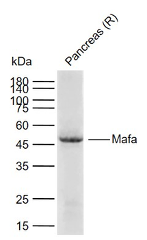 Mafa Rabbit Polyclonal Antibody