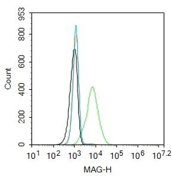 MAG Rabbit Polyclonal Antibody