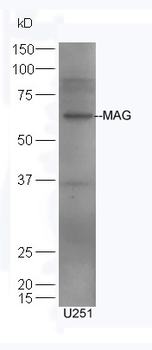 MAG Rabbit Polyclonal Antibody