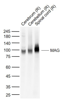 MAG Rabbit Polyclonal Antibody