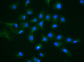 Matriptase Rabbit Polyclonal Antibody