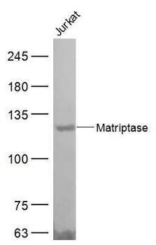 Matriptase Rabbit Polyclonal Antibody