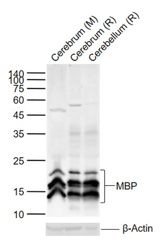 MBP Rabbit Polyclonal Antibody