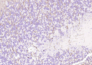 MBP Rabbit Polyclonal Antibody