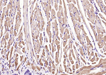 Megsin Rabbit Polyclonal Antibody