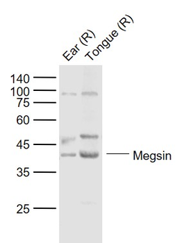 Megsin Rabbit Polyclonal Antibody