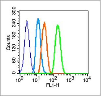 MICA Rabbit Polyclonal Antibody