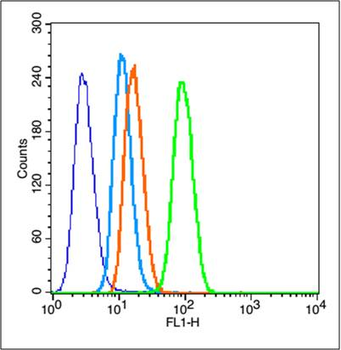 MMP2 Rabbit Polyclonal Antibody