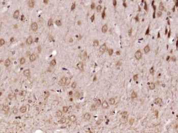 MOG Rabbit Polyclonal Antibody