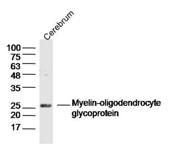 MOG Rabbit Polyclonal Antibody