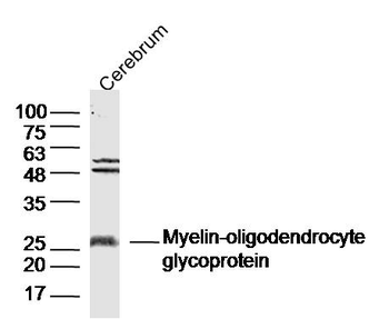 MOG Rabbit Polyclonal Antibody