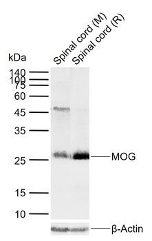 MOG Rabbit Polyclonal Antibody