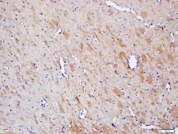 MOG Rabbit Polyclonal Antibody