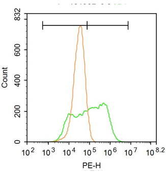 MRP1/ABCC1 Rabbit Polyclonal Antibody