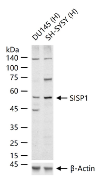 SISP1 Rabbit Polyclonal Antibody