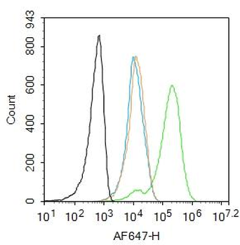 MyD88 Rabbit Polyclonal Antibody