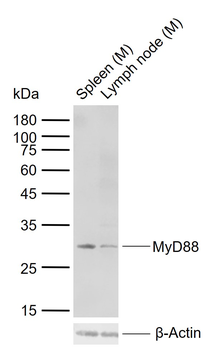 MyD88 Rabbit Polyclonal Antibody