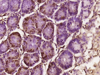 NAP1L1 Rabbit Polyclonal Antibody