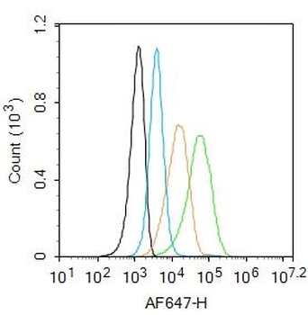 NCX1 Rabbit Polyclonal Antibody