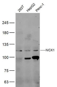 NCX1 Rabbit Polyclonal Antibody