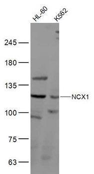 NCX1 Rabbit Polyclonal Antibody