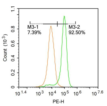 NCX1 Rabbit Polyclonal Antibody