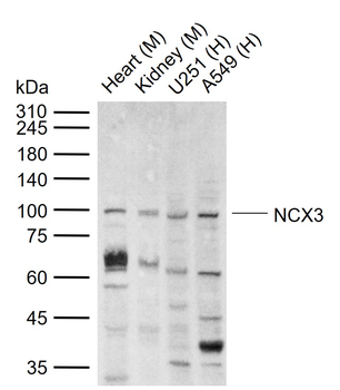 NCX3 Rabbit Polyclonal Antibody