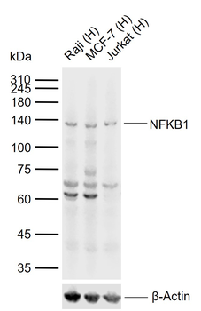 NFKB1 Rabbit Polyclonal Antibody