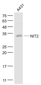 NIT2 Rabbit Polyclonal Antibody
