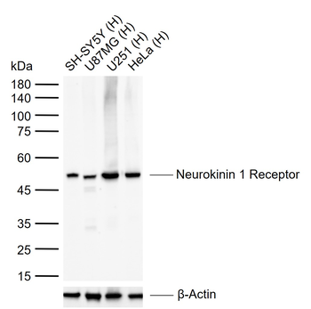 Neurokinin 1 Receptor Rabbit Polyclonal Antibody
