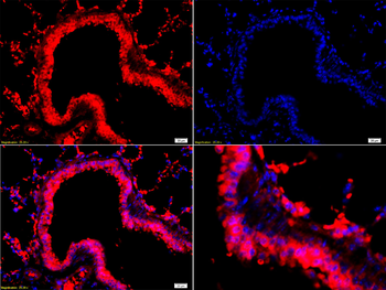 Neurokin B receptor Rabbit Polyclonal Antibody